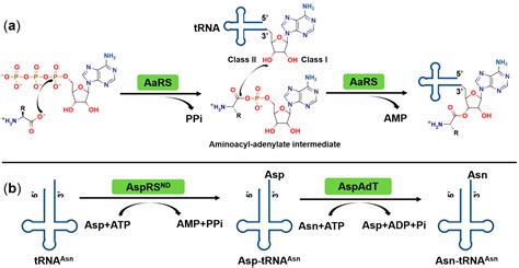 These enzymes first bind and hydrolyze ATP to catalyze the formation of a covalent bond between an amino acid and adenosine monophosphate (AMP); a pyrophosphate molecule is expelled in this. . Aminoacyltrna synthetase